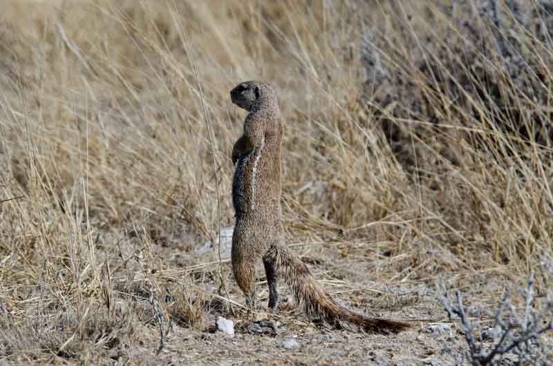 252 - Namibia - ardilla - parque nacional de Etosha